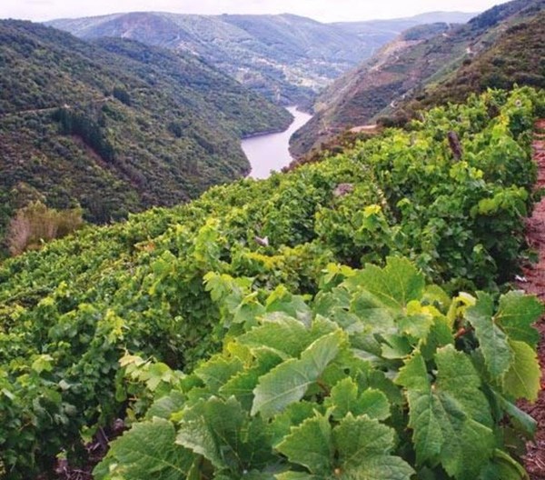 Godello - Imagen 1
