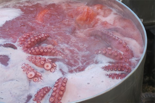 Pulpo - Imagen 1