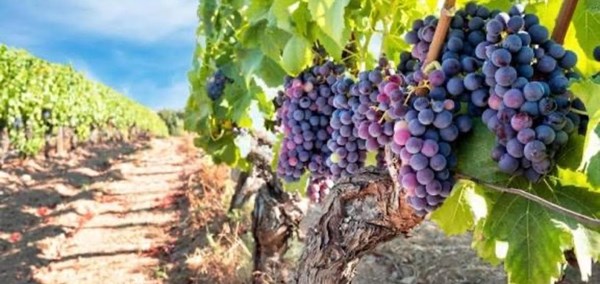 Rioja - Imagen 1
